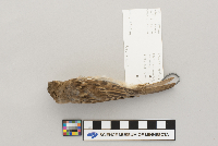Passer domesticus image