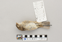 Passer domesticus image