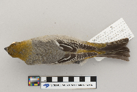 Pinicola enucleator image