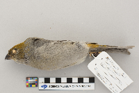 Pinicola enucleator image