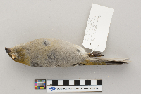 Pinicola enucleator image