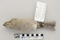 Pinicola enucleator image