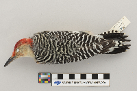 Melanerpes carolinus image
