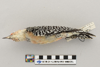 Melanerpes carolinus image