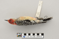 Melanerpes carolinus image