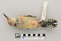 Melanerpes carolinus image