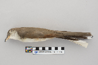 Coccyzus americanus image