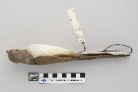 Coccyzus americanus image