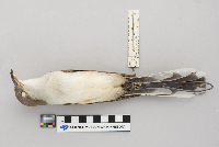 Coccyzus americanus image