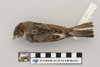 Passer domesticus image