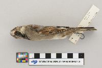 Passer domesticus image