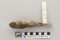 Passer domesticus image