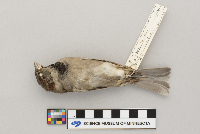 Passer domesticus image