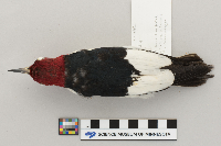 Melanerpes erythrocephalus image