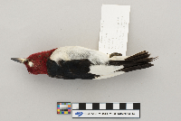 Melanerpes erythrocephalus image