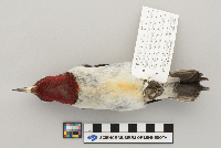 Melanerpes erythrocephalus image