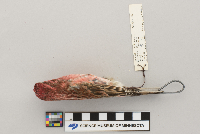Carpodacus purpureus image