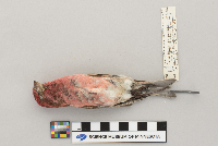 Carpodacus purpureus image