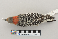 Melanerpes carolinus image