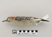 Melanerpes carolinus image