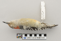 Melanerpes carolinus image