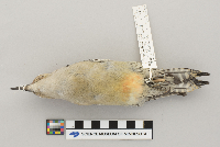 Melanerpes carolinus image