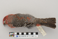 Pinicola enucleator image