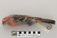 Pinicola enucleator image