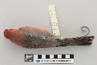 Pinicola enucleator image