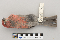 Pinicola enucleator image