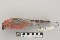 Pinicola enucleator image