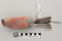 Pinicola enucleator image