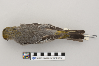 Pinicola enucleator image