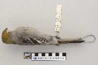 Pinicola enucleator image