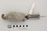 Pinicola enucleator image