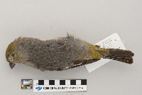 Pinicola enucleator image