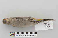 Pinicola enucleator image