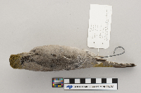 Pinicola enucleator image