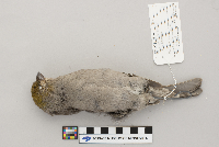 Pinicola enucleator image