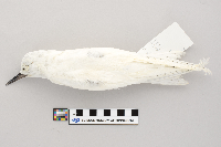 thumbnail image of current specimen