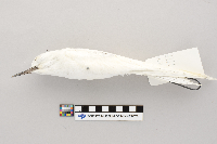 thumbnail image of current specimen