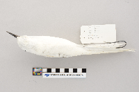 thumbnail image of current specimen