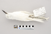 thumbnail image of current specimen