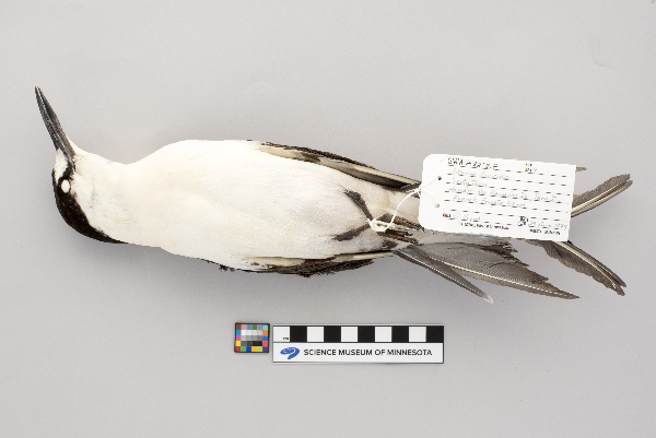 Sterna fuscata image