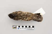 Phalaenoptilus nuttallii image