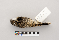 Phalaenoptilus nuttallii image
