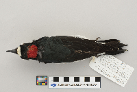 Melanerpes formicivorus image