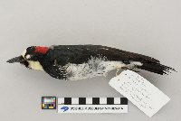 Melanerpes formicivorus image