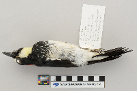 Melanerpes formicivorus image