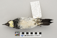 Media resource of Melanerpes formicivorus